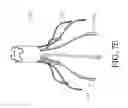 Fig. 45 - TISSUE GATHERING BASKET ENHANCEMENTS