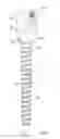 Fig. 02 - Pedicle screw