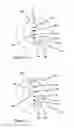 Fig. 08 - VARIABLE PROSTHESIS