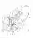 Fig. 04 - Ankle brace