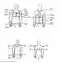 Fig. 01 - Synergistic Posture System