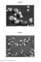 Fig. 03 - Personal cleansing compositions comprising spherical perlite microspheres