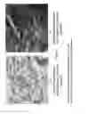 Fig. 02 - Peptide nanoparticles and uses therefor