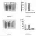 Fig. 08 - Hydrogel toxin-absorbing or binding nanoparticles