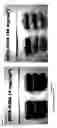 Fig. 06 - Modified release coated capsules