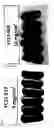 Fig. 08 - Modified release coated capsules