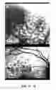 Fig. 08 - COMPOSITIONS AND METHODS FOR TREATING AND DIAGNOSING OCULAR DISORDERS