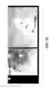 Fig. 10 - COMPOSITIONS AND METHODS FOR TREATING AND DIAGNOSING OCULAR DISORDERS