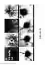Fig. 18 - COMPOSITIONS AND METHODS FOR TREATING AND DIAGNOSING OCULAR DISORDERS