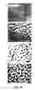 Fig. 23 - COMPOSITIONS AND METHODS FOR TREATING AND DIAGNOSING OCULAR DISORDERS