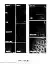 Fig. 26 - COMPOSITIONS AND METHODS FOR TREATING AND DIAGNOSING OCULAR DISORDERS