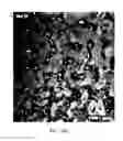 Fig. 27 - COMPOSITIONS AND METHODS FOR TREATING AND DIAGNOSING OCULAR DISORDERS