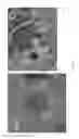 Fig. 64 - COMPOSITIONS AND METHODS FOR TREATING AND DIAGNOSING OCULAR DISORDERS