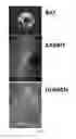 Fig. 69 - COMPOSITIONS AND METHODS FOR TREATING AND DIAGNOSING OCULAR DISORDERS
