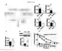 Fig. 04 - Methods for treating cognitive deficits associated with fragile X syndrome