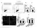 Fig. 19 - Methods for treating cognitive deficits associated with fragile X syndrome