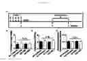 Fig. 23 - Methods for treating cognitive deficits associated with fragile X syndrome