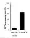Fig. 06 - METHODS AND COMPOSITIONS FOR NON-CYTOTOXIC STEM CELL TRANSPLANTATION