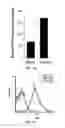 Fig. 07 - METHODS AND COMPOSITIONS FOR NON-CYTOTOXIC STEM CELL TRANSPLANTATION