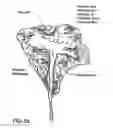 Fig. 03 - Renovation and Repopulation of Decellularized Tissues and Cadaveric Organs by Stem Cells