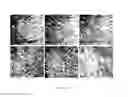 Fig. 03 - PHARMACEUTICAL COMPOSITION FOR TREATING ROTAVIRUS AND/OR RESPIRATORY SYNCYTIAL VIRUS INFECTION AND METHOD FOR PREPARING THE SAME