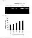 Fig. 08 - PPSA and Pspa polymer-virus complex and pharmaceutical compositions comprising the same