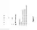 Fig. 09 - Derivatisation of Granulocyte Colony-Stimulating Factor