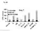 Fig. 43 - Hematopoietic growth factor proteins and analogs thereof and angiotensin converting enzyme inhibitors for treatment of radiation exposure