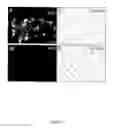 Fig. 06 - Methods of delivering a polypeptide molecule to Otx2 target cells using an Otx2 targeting peptide