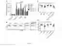 Fig. 07 - METHODS AND COMPOSITIONS FOR INCREASING A T-EFFECTOR CELL TO REGULATORY T CELL RATIO