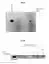 Fig. 34 - VACCINE