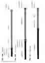 Fig. 19 - HETEROLOGOUS EXPRESSION OF NEISSERIAL PROTEINS