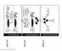 Fig. 02 - Methods of making and using live attenuated viruses