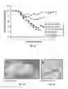 Fig. 09 - Combinatorial platform for the display of surface adjuvants and antigens