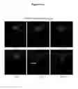 Fig. 26 - COMPOUNDS AND METHODS FOR TRANS-MEMBRANE DELIVERY OF MOLECULES