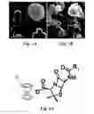 Fig. 06 - Anion-paired cationic metallocene-containing compounds and polymers as antimicrobial agents