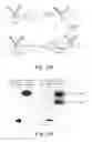 Fig. 11 - DELIVERY OF ANTIBODIES TO THE CENTRAL NERVOUS SYSTEM