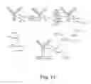 Fig. 12 - DELIVERY OF ANTIBODIES TO THE CENTRAL NERVOUS SYSTEM