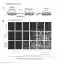 Fig. 10 - Transduction