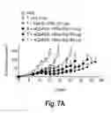 Fig. 12 - Cell surface coupling of nanoparticles