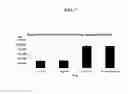 Fig. 08 - Systems and methods for nucleic acid expression in vivo