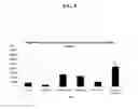 Fig. 09 - Systems and methods for nucleic acid expression in vivo
