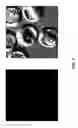 Fig. 03 - Host cells with artificial endosymbionts