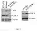 Fig. 02 - Method of binding a CSE1L tumor marker in a tumor of an animal