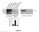 Fig. 04 - Method of binding a CSE1L tumor marker in a tumor of an animal