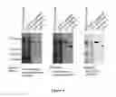 Fig. 05 - Method of binding a CSE1L tumor marker in a tumor of an animal
