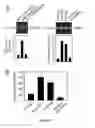 Fig. 09 - Method of binding a CSE1L tumor marker in a tumor of an animal