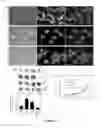 Fig. 10 - Method of binding a CSE1L tumor marker in a tumor of an animal