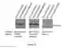 Fig. 12 - Method of binding a CSE1L tumor marker in a tumor of an animal