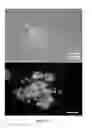 Fig. 13 - Method of binding a CSE1L tumor marker in a tumor of an animal